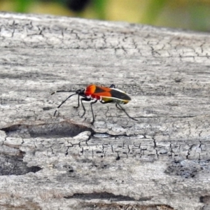 Dindymus versicolor at Fyshwick, ACT - 3 Apr 2018 12:55 PM