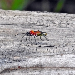 Dindymus versicolor at Fyshwick, ACT - 3 Apr 2018 12:55 PM