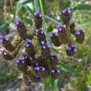 Verbena sp. at Fyshwick, ACT - 3 Apr 2018