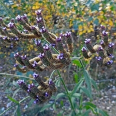 Verbena sp. at Fyshwick, ACT - 3 Apr 2018