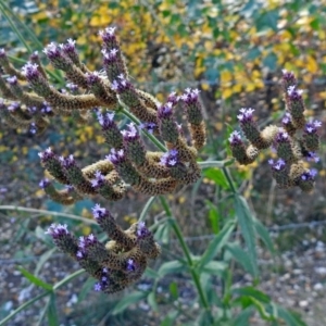 Verbena sp. at Fyshwick, ACT - 3 Apr 2018