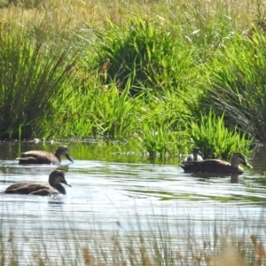 Anas superciliosa at Fyshwick, ACT - 3 Apr 2018