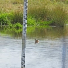 Tachybaptus novaehollandiae at Fyshwick, ACT - 3 Apr 2018