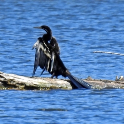 Anhinga novaehollandiae (Australasian Darter) at Fyshwick, ACT - 3 Apr 2018 by RodDeb