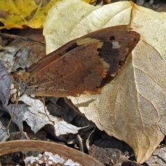 Heteronympha merope at Fyshwick, ACT - 3 Apr 2018