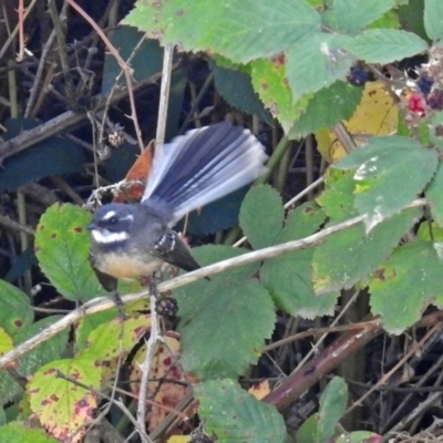 Rhipidura albiscapa (Grey Fantail) at Fyshwick, ACT - 3 Apr 2018 by RodDeb