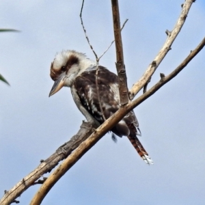 Dacelo novaeguineae at Fyshwick, ACT - 3 Apr 2018