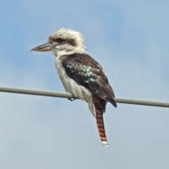 Dacelo novaeguineae at Fyshwick, ACT - 3 Apr 2018