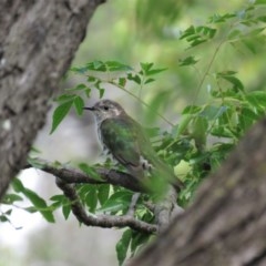 Chrysococcyx lucidus (Shining Bronze-Cuckoo) at Yarralumla, ACT - 3 Apr 2018 by KumikoCallaway