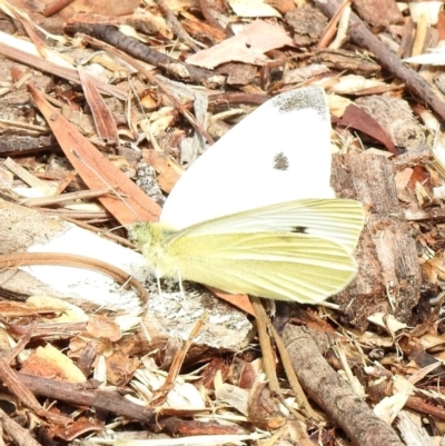 Pieris rapae (Cabbage White) at Aranda, ACT - 3 Apr 2018 by KMcCue