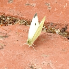 Pieris rapae at Aranda, ACT - 3 Apr 2018 11:22 AM