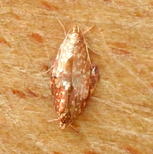 Lophopepla undescribed species at Aranda, ACT - 3 Apr 2018 01:39 PM