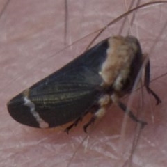 Eurymelessa moruyana (Gumtree Hopper) at Mount Ainslie - 2 Apr 2018 by jb2602