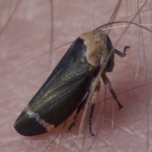 Eurymelessa moruyana at Ainslie, ACT - 2 Apr 2018 05:36 PM