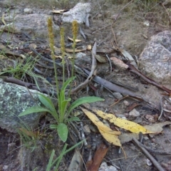 Plantago debilis (Shade Plantain) at Isaacs, ACT - 4 Apr 2010 by Mike