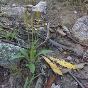 Plantago debilis at Isaacs, ACT - 4 Apr 2010 10:31 AM