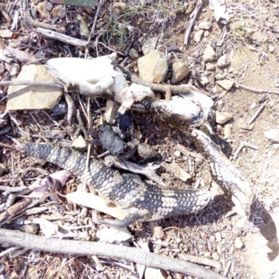 Tiliqua scincoides scincoides (Eastern Blue-tongue) at Red Hill Nature Reserve - 4 Apr 2018 by JackyF