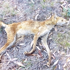 Vulpes vulpes (Red Fox) at Red Hill to Yarralumla Creek - 4 Apr 2018 by JackyF