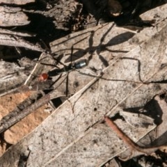 Leptomyrmex erythrocephalus (Spider ant) at Namadgi National Park - 1 Apr 2018 by SWishart