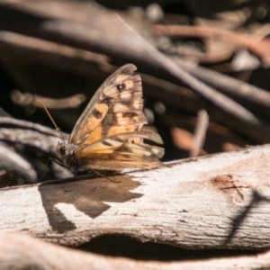 Geitoneura klugii at Cotter River, ACT - 2 Apr 2018