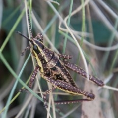 Monistria concinna (Southern Pyrgomorph) at Namadgi National Park - 2 Apr 2018 by SWishart