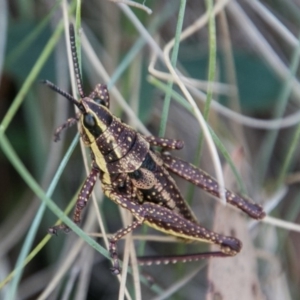 Monistria concinna at Cotter River, ACT - 2 Apr 2018