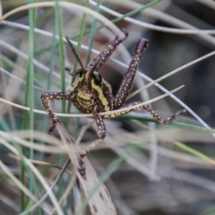 Monistria concinna at Cotter River, ACT - 2 Apr 2018