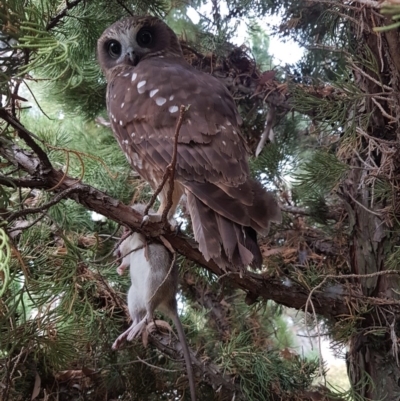 Ninox boobook (Southern Boobook) at Calwell, ACT - 3 Apr 2018 by Chellelark