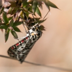 Utetheisa pulchelloides (Heliotrope Moth) at Cotter River, ACT - 2 Apr 2018 by SWishart