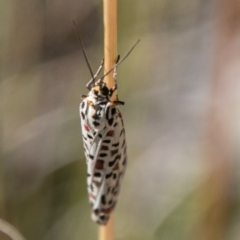 Utetheisa pulchelloides at Cotter River, ACT - 2 Apr 2018 12:05 PM