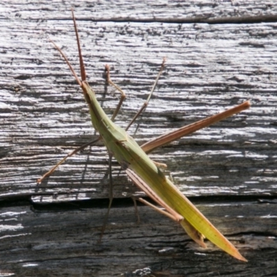 Acrida conica (Giant green slantface) at Cotter River, ACT - 2 Apr 2018 by SWishart