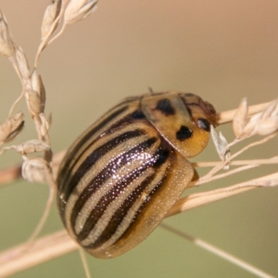 Paropsisterna lignea (Lignea leaf beetle) at Cotter River, ACT - 2 Apr 2018 by SWishart