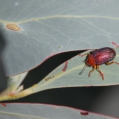 Calomela ioptera at Cotter River, ACT - 2 Apr 2018 01:54 PM