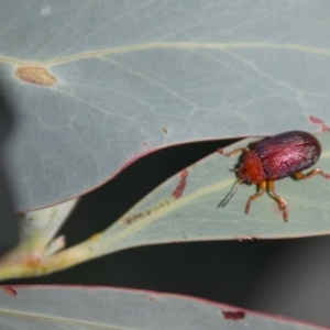 Calomela ioptera at Cotter River, ACT - 2 Apr 2018