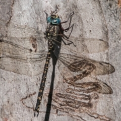 Austroaeschna multipunctata (Multi-spotted Darner) at Namadgi National Park - 2 Apr 2018 by SWishart