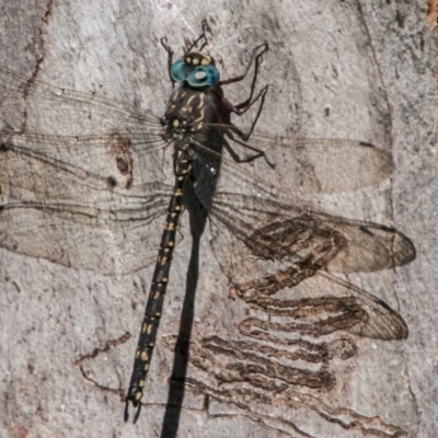Austroaeschna multipunctata (Multi-spotted Darner) at Cotter River, ACT - 2 Apr 2018 by SWishart