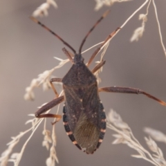 Amorbus (genus) (Eucalyptus Tip bug) at Cotter River, ACT - 2 Apr 2018 by SWishart