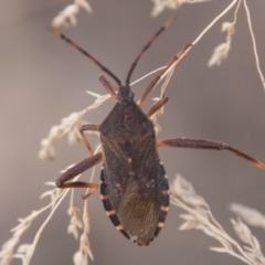 Amorbus sp. (genus) (Eucalyptus Tip bug) at Namadgi National Park - 2 Apr 2018 by SWishart