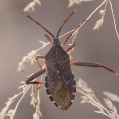Amorbus (genus) (Eucalyptus Tip bug) at Cotter River, ACT - 2 Apr 2018 by SWishart