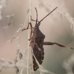 Amorbus sp. (genus) at Cotter River, ACT - 2 Apr 2018