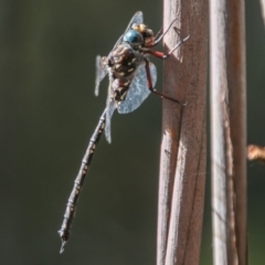 Austroaeschna multipunctata (Multi-spotted Darner) at Tidbinbilla Nature Reserve - 2 Mar 2018 by SWishart