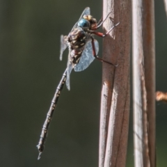 Austroaeschna multipunctata (Multi-spotted Darner) at Paddys River, ACT - 2 Mar 2018 by SWishart