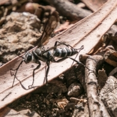 Turneromyia sp. (genus) (Zebra spider wasp) at Paddys River, ACT - 3 Mar 2018 by SWishart