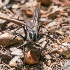 Turneromyia sp. (genus) at Paddys River, ACT - 3 Mar 2018 11:04 AM