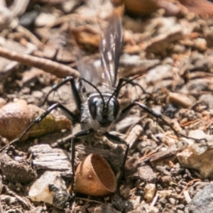 Turneromyia sp. (genus) at Paddys River, ACT - 3 Mar 2018