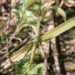 Acrida conica (Giant green slantface) at Paddys River, ACT - 3 Mar 2018 by SWishart