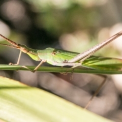 Acrida conica at Paddys River, ACT - 3 Mar 2018 11:27 AM