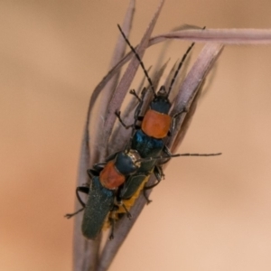 Chauliognathus tricolor at Paddys River, ACT - 3 Mar 2018