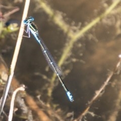 Austroagrion watsoni (Eastern Billabongfly) at Tidbinbilla Nature Reserve - 4 Mar 2018 by SWishart