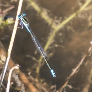 Austroagrion watsoni at Paddys River, ACT - 4 Mar 2018